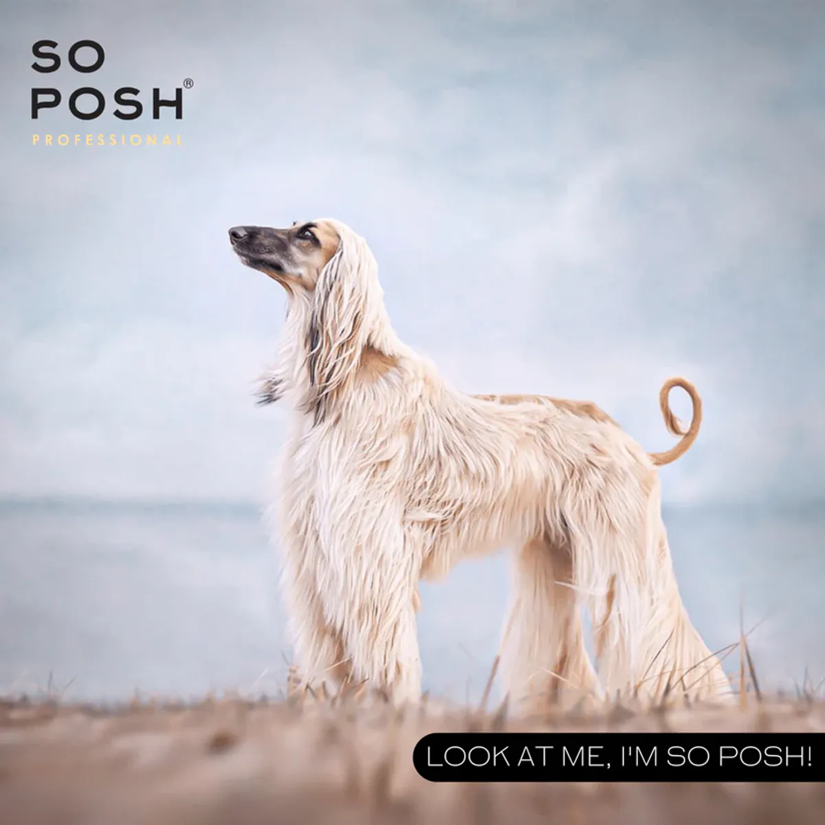 Oh dog, its a Miracle Intensive repair mask 500 ml. SoPosh